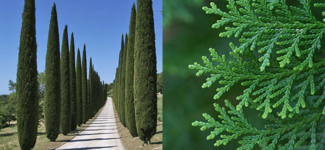 Glauca Pencil Pine hedge screening