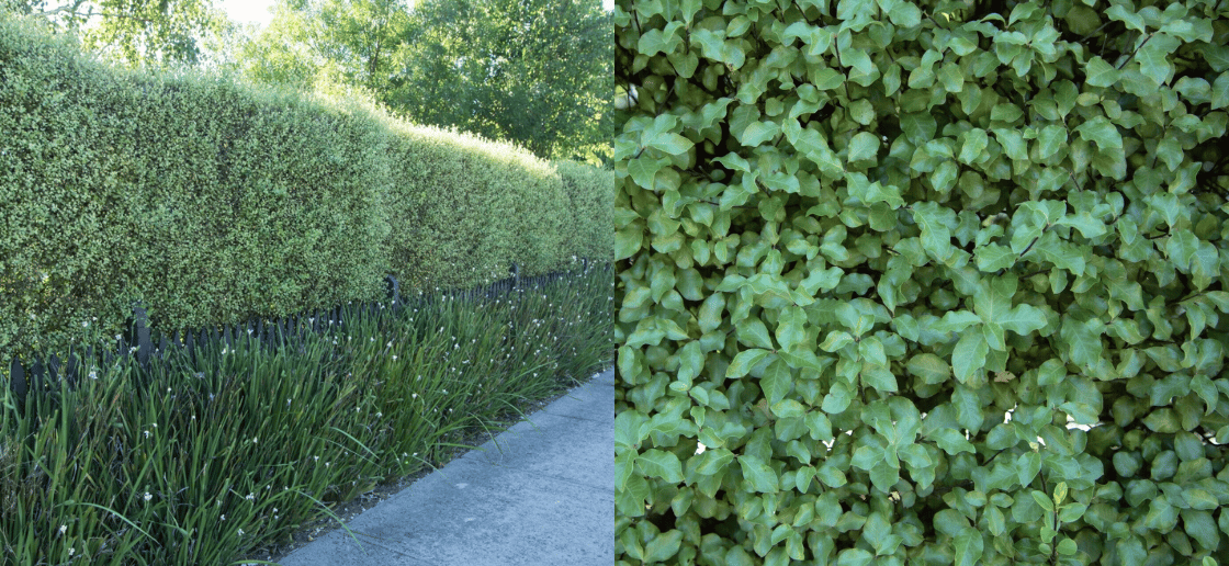 Silver Sheen Hedge screening