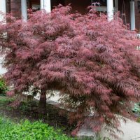 Acer palmatim dissectum Crimson Queen Japanese Weeping Maple Purple growing in front of a house in a garden
