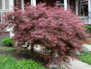 Acer palmatim dissectum Crimson Queen Japanese Weeping Maple Purple growing in front of a house in a garden