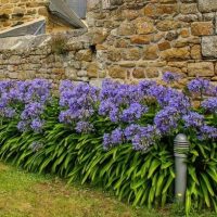 Agapanthus hybrid Bucaneer flowering border with deep purple and white stripes and strappy green foliage