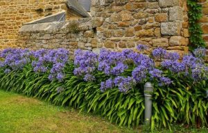 Agapanthus hybrid Bucaneer flowering border with deep purple and white stripes and strappy green foliage