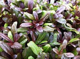 A close up of Ajuga 'Mini Mahogany' Bugleweed with purple leaves.