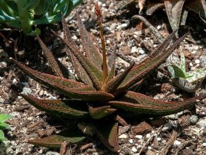 Aloe hybrid Latte with coffee chocolate brown coloured foliage and orange flower on pebbles planted