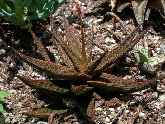 Aloe hybrid Latte with coffee chocolate brown coloured foliage and orange flower on pebbles planted
