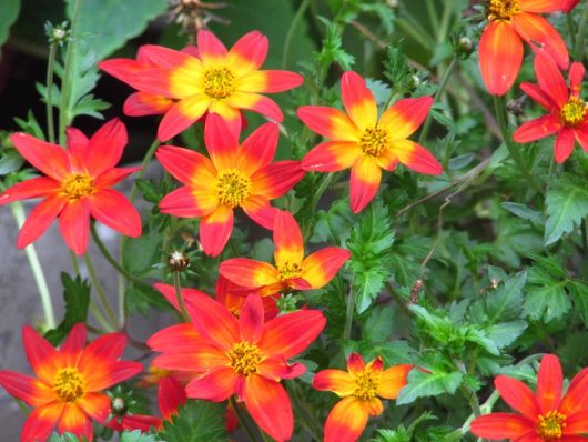 bidens star shaped flowers with green leaves in a cottage garden red yellow and orange flowers
