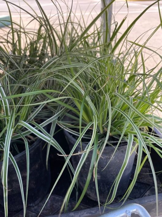 Carex oshimensis 'Evergold' Japanese Sedge 6inch pot variegated green and creamy yellow foliage
