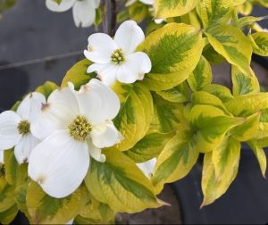 Cornus florida First Lady Dogwood foliage variegated green and yellow gold leaves and white flowers