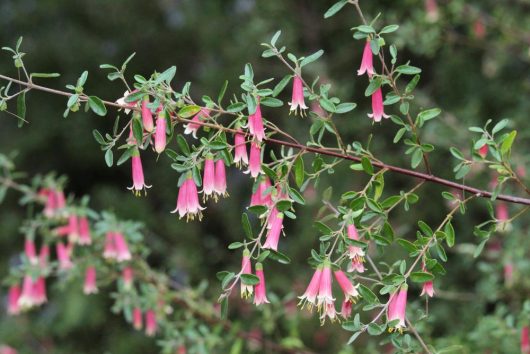 Correa reflexa pulchella 'Dusky Bells' Native Fuchsia flowering off brankches with small pink tubular trumpet flowers