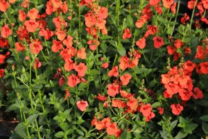 Diascia mass flowerign red blooms with green foliage diascia red