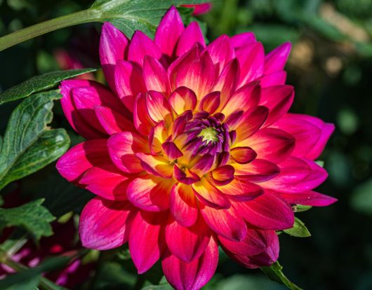 Stunning Dahlia hybrid Bicolour Burgundy flower in full bloom with burgundy pink and lemon yellow flowers perfect for cottage gardens and flowering borders. Double fluffy flowers