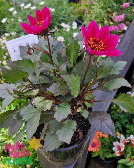 A 6" pot showcasing the Dahlia Happy Days® 'Cherry Red', featuring vivid pink blossoms and lush green leaves, adds a cheerful pop against its verdant backdrop, with a label hinting at its vibrant charm.