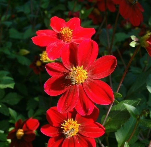 Dahlia Happy Days®Cherry Red Dark Leaf bright red singular flowers with yellow centres summer flowering