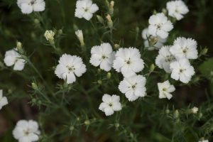 Dianthus White Carnation mass flowering with green foliage in gardenbed