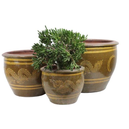 Three Dragon Planter Brown XL (65x50) pots with a green plant in them.