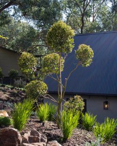 Native Garden Design