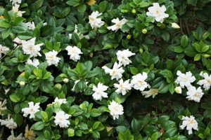 Gardenia jasminoides Buttons Cape Jasmine stunning fragrant creamy white flowers with yellow centres against lush green glossy foliage and leaves