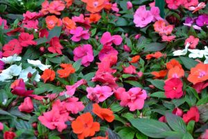 Impatiens walleriana Dazzler Mix flowering with multiple colours of orange pink purple and green foliage shade loving plants