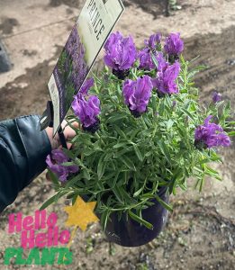Lavandula Lavinnova The Prince Lavender potted with bright purple flowers