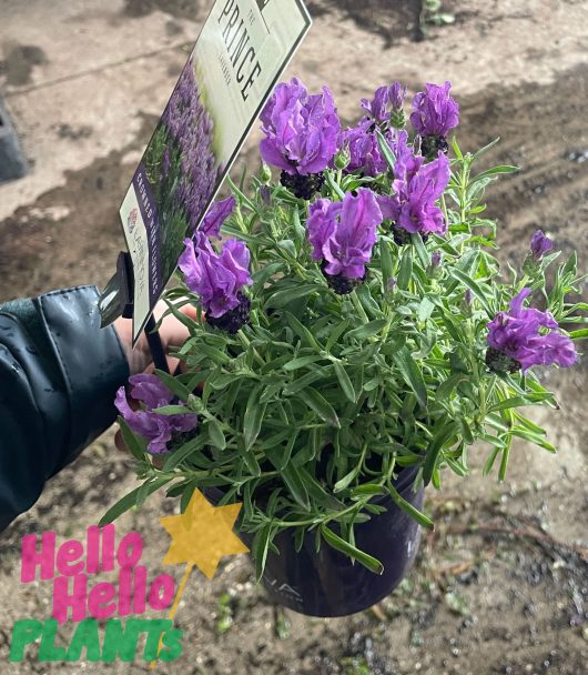 Lavandula Lavinnova The Prince Lavender potted with bright purple flowers