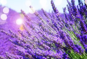 Lavandula Lavinnova®'English Summer Purple' Lavender bright blue purple flowers