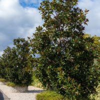 Magnolia trees on the side of a road.