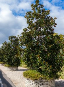 Magnolia trees on the side of a road.