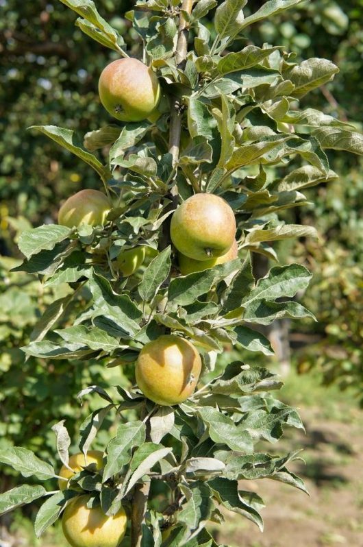 Malus domestica Harmony™ Columnar Apple upright growing apple tree with yellow fruits on tree branches