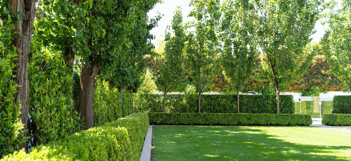 Top 10 Hedges and Screens for Fast, Reliable Privacy