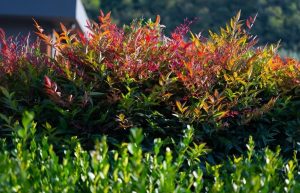 nandina domestica summer sunset heavenly bamboo shrub with multicoloured red and green foliage