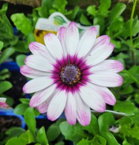 Osteospermum ecklonis African Daisy Unicorn flower white with purple edges and purple centre with green leaves all year round flowering