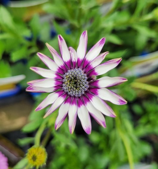 Osteospermum ecklonis African Daisy Unicorn flower young purple and white mixed