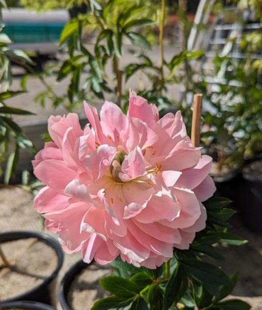 A pink peony is growing in a pot in a garden. Paeonia latifolia Coral Charm Peony Rose light pink fluffy flower