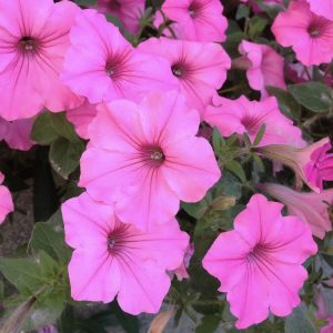 Petunia Supertunia Vista® Jazzberry COTTAGE STYLE FLOWERS FUSCHIA PURPLE