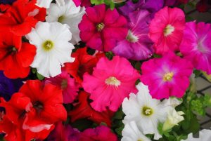 Petunia hybrid Colour Parade mix. Masses of trumpet shaped colourful flowers full of pink red purple and white. Cottage style flowering annual plants