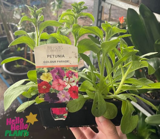 Petunia hybrid Colour Parade Punnet with label. Multicoloured flowering petunias