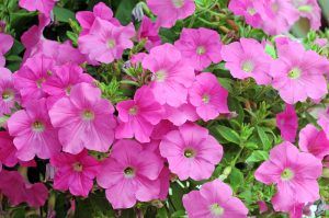 Masses of pretty bright pink Petunia flowers in a garden bed cottage style Petunia hybrid Craze Pink
