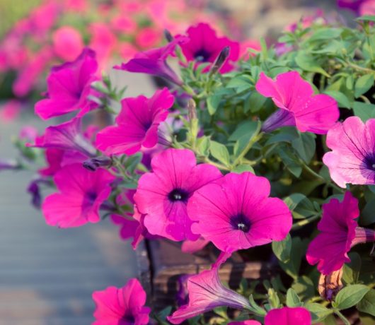 Masses of fuchsia purple coloured large petunia flowers cottage style garden Petunia hybrid Craze Purple