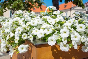 Masses of large White Petunia flowers cascading over a garden bed Petunia hybrid Craze White cottage flowers