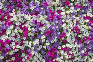 Petunia hybrid Waterfall mix flowering annual cottage plants borders garden beds trumpet shaped flowers filled of purple white and lilac or light blue