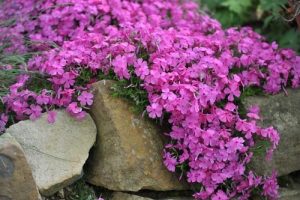 Phlox subulata Rosea creeping over rock embankment cascading plant with bright pink flowers