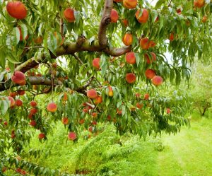 Prunus persica Red Peach Super Dwarf Tree advanced with fruit hanging off branches and green leaves