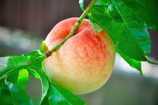 Prunus persica White Peach Super Dwarf tree fruiting edible plant with furry peaches