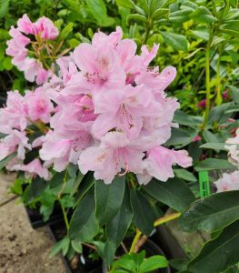 Rhododendron hybrida Pink Pearl flowers azalea clusters of light pink flowers and dark green glossy foliage