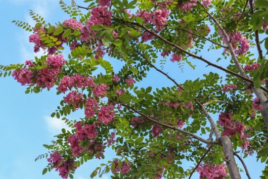 Robinia x ambigua Casque Rouge Tree Purple flowering robinia with green leaves and branches against a blue sky