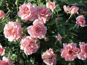 Pink Rose 'Aussie Magic' Bush Form blooming in a garden with green leaves.