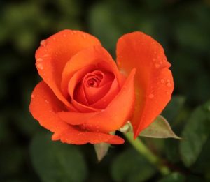 Rosa hybrid tea Fearless PBR rose vibrant bright orange small shaped blooms rose flower