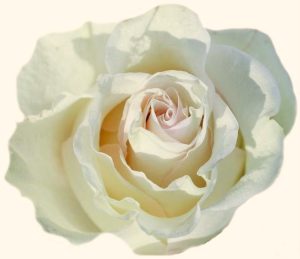 Close up of Rosa hybrid tea Amazing Grace creamy white rose flower ruffled petals
