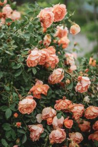 Rosa David Austin Jude the Obscure Old English Shrub Rose Masses of cupped fluffy blooms apricot peach coloured