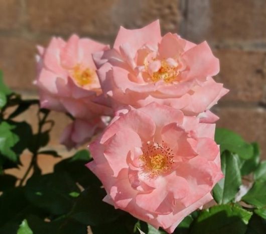 Rosa floribunda Dearest Climbing Rose. Puffy pink and apricot coloured petals with bright yellow centres and green leaves perfect climbing rose
